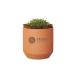 Modern Sprout® Tiny Terracotta Grow Kit Thank You Daisies (BULK BUY)